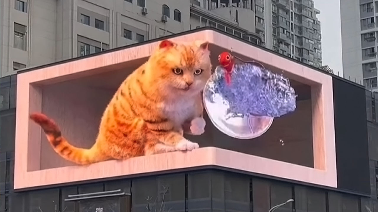 Wuhan Orange Cat 3D Billboard